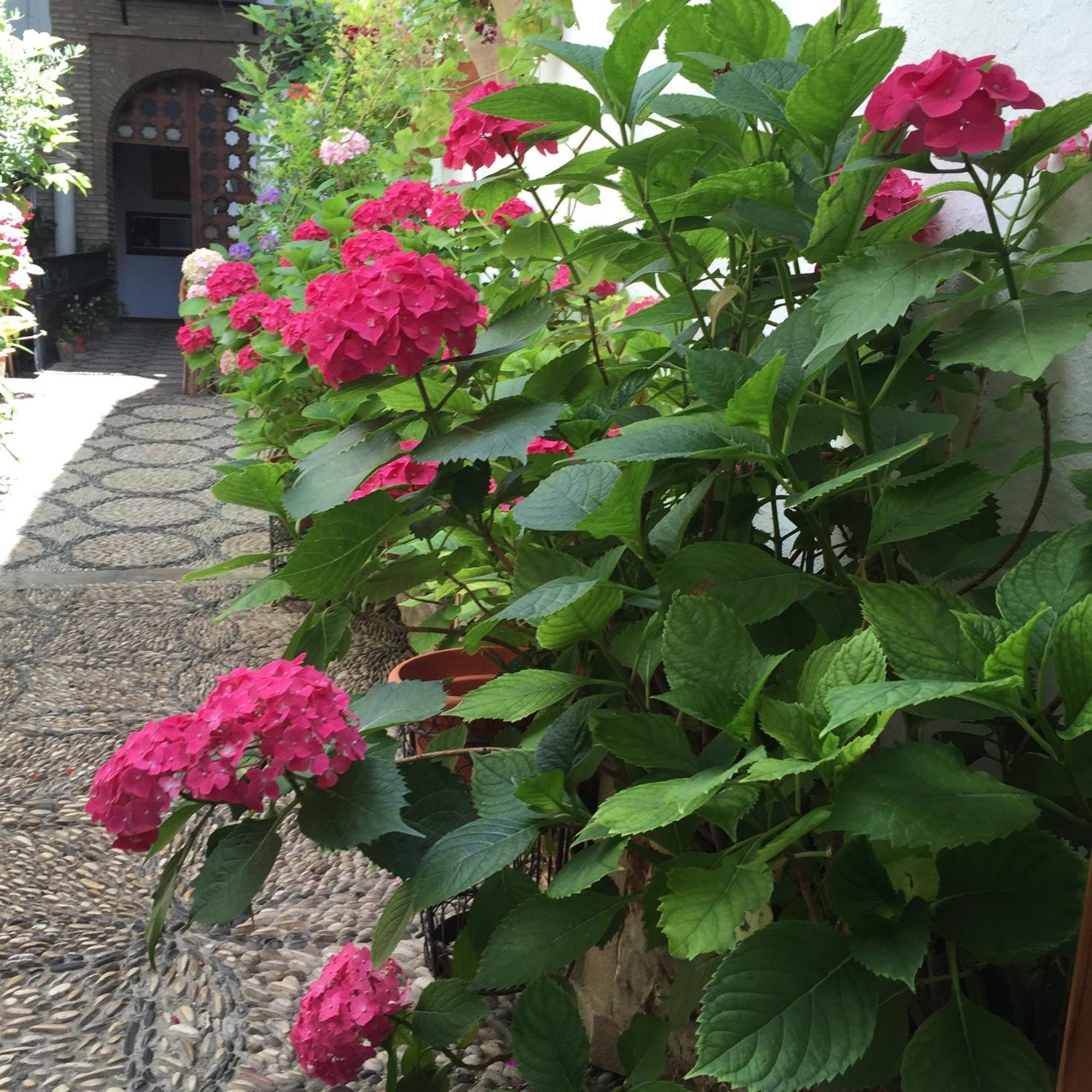 Los Patios Кордова Екстер'єр фото